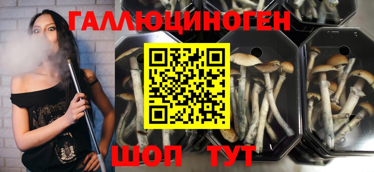 Кызыл  Галлюциногенные грибы Psilocybe  Вход с VPN 